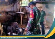 Sambangi Peternak Sapi, Babinsa Tekankan Pentingnya Konsultasi Rutin dengan Dokter Hewan