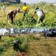 Sinergi TNI, Polri, dan Warga Warnai Kerja Bakti Massal di Lapangan Jatirejo Lekok