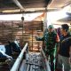 Komsos Bersama Peternak, Babinsa Tutur Tekankan Pentingnya Sapi Sehat